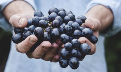 Are Bitter Grapes Beneficial to Men’s Health