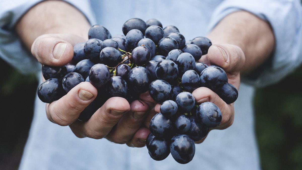 Are Bitter Grapes Beneficial to Men’s Health