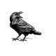 How to draw a crow