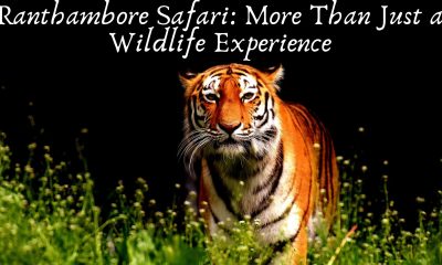 Ranthambore Safari: More Than Just a Wildlife Experience